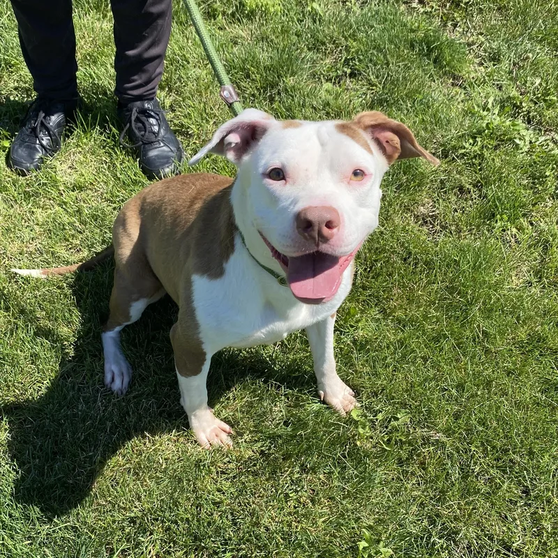 An adult medium-sized female Pit Bull Terrier dog named Belle for adoption in Urbana, IL