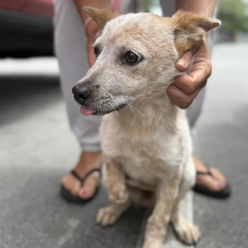 A baby medium-sized female Cattle Dog dog named Rue for adoption in San Diego, CA