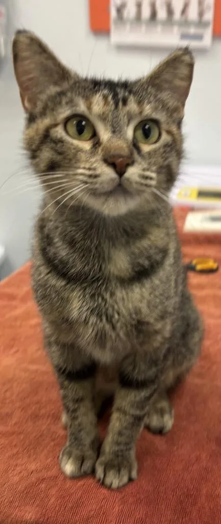 A young medium-sized female Domestic Short Hair cat named Indira for adoption in Saint Paul, MN