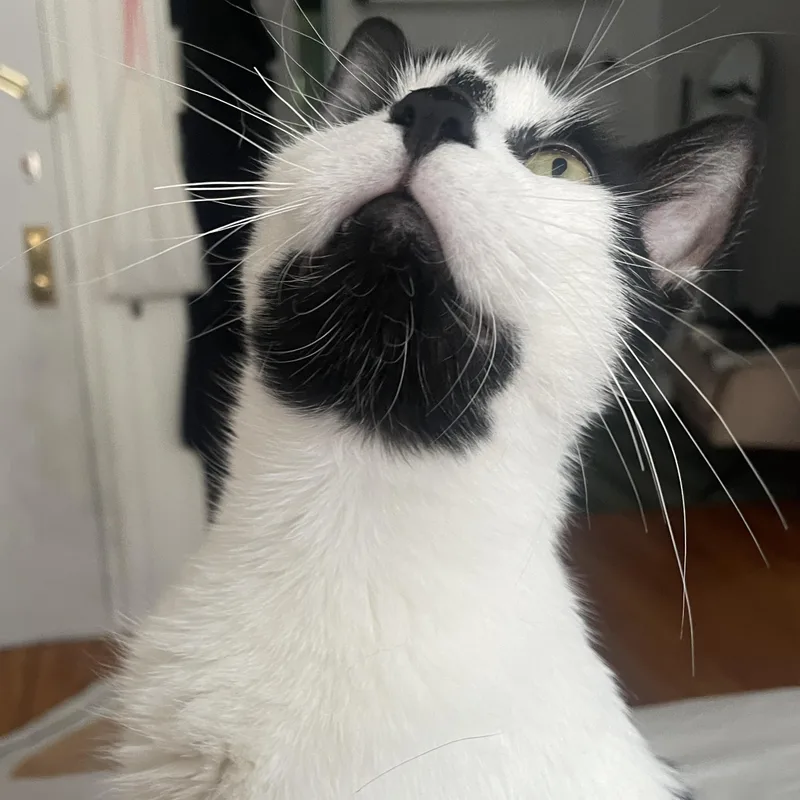 An adult medium-sized female Black & White / Tuxedo American Shorthair cat named Willy for adoption in Brooklyn, NY