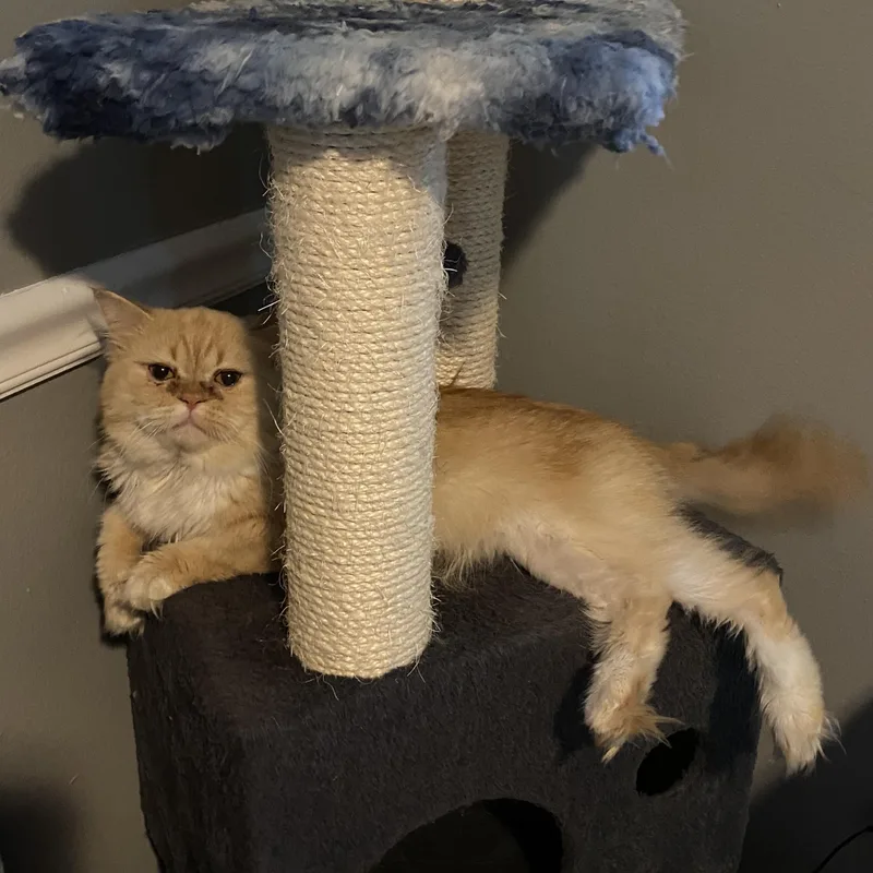 A young medium-sized male Orange & White Persian cat named Murphy for adoption in Mobile, AL