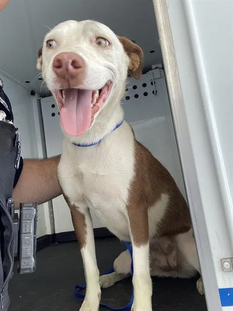 A young medium-sized female Pit Bull Terrier dog named Derpy for adoption in Bakersfield, CA