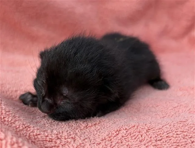 A baby medium-sized male Domestic Short Hair cat named Leo for adoption in Dallas, TX