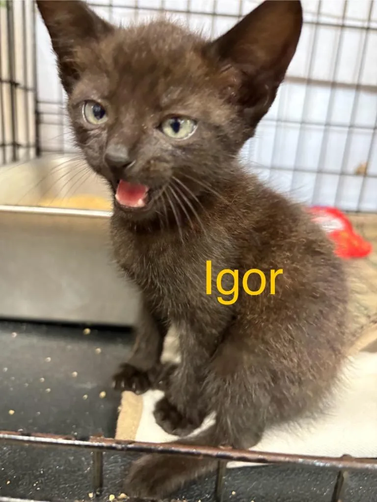 A baby medium-sized male Domestic Short Hair cat named Igor for adoption in Saint Francisville, LA