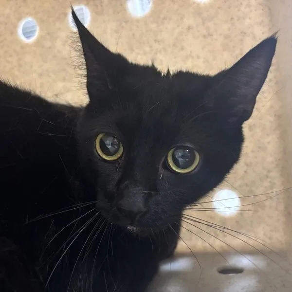 An adult medium-sized female Domestic Short Hair cat named Working Cat Clematis for adoption in Silverdale, WA