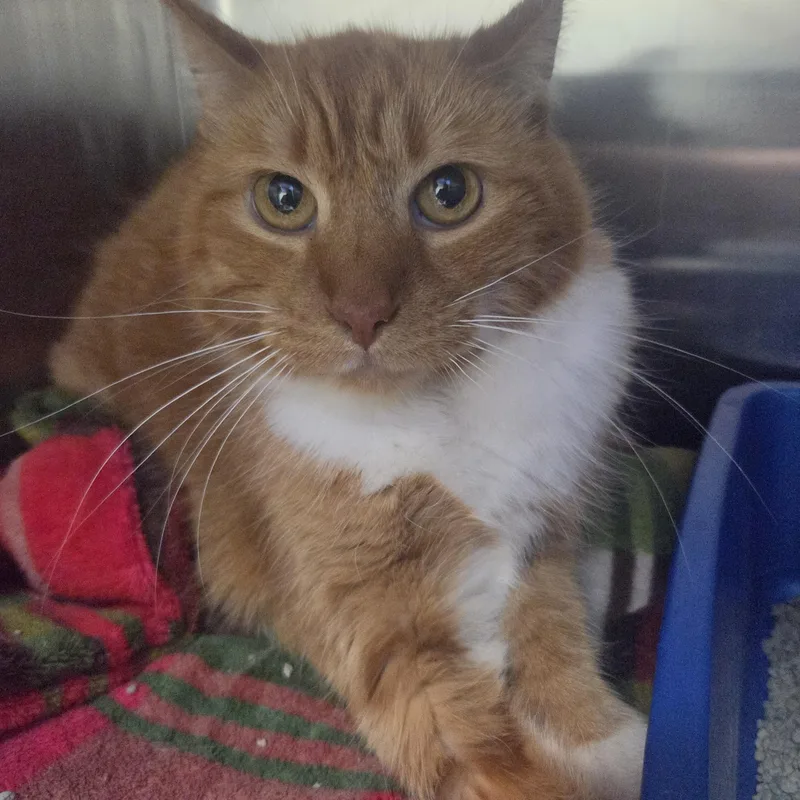 A senior medium-sized female Orange / Red Domestic Short Hair cat named Ginny for adoption in Brookings, SD