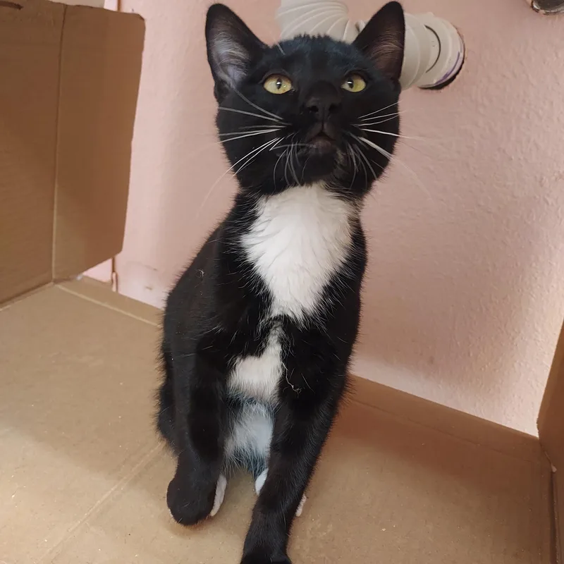 A young medium-sized female Black & White / Tuxedo Domestic Short Hair cat named Crow for adoption in Libby, MT