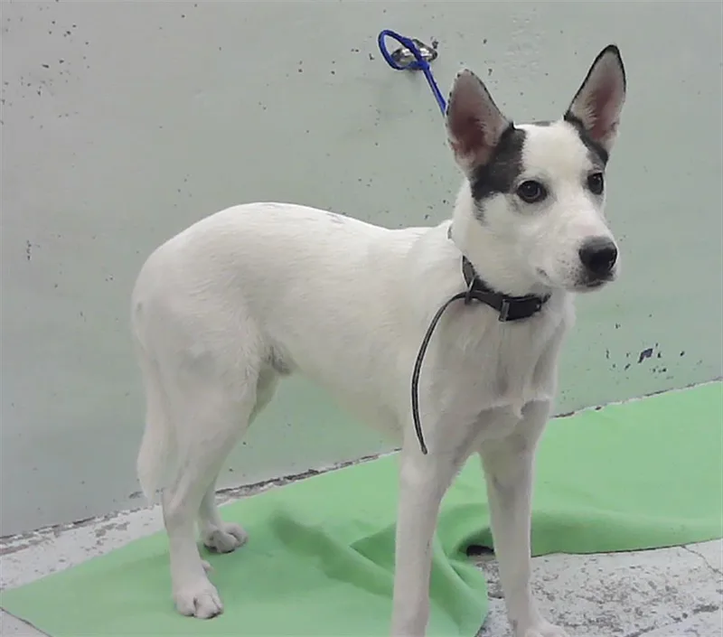 A young medium-sized male Labrador Retriever dog named Alaska for adoption in Houston, TX