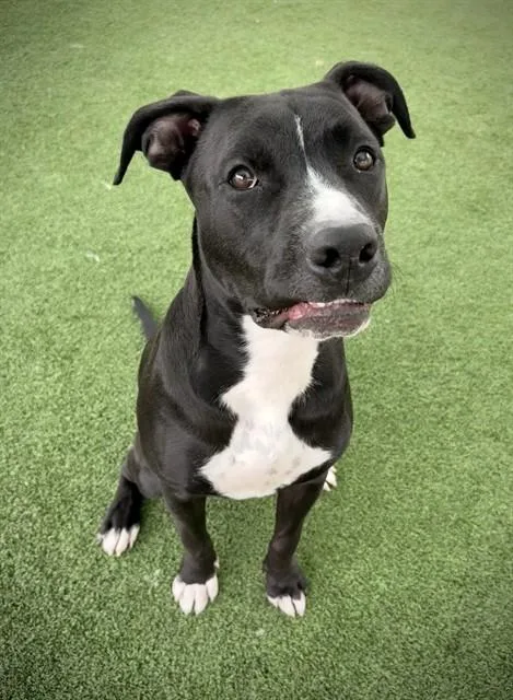 A young large-sized male Pit Bull Terrier dog named Arlo for adoption in Castaic, CA
