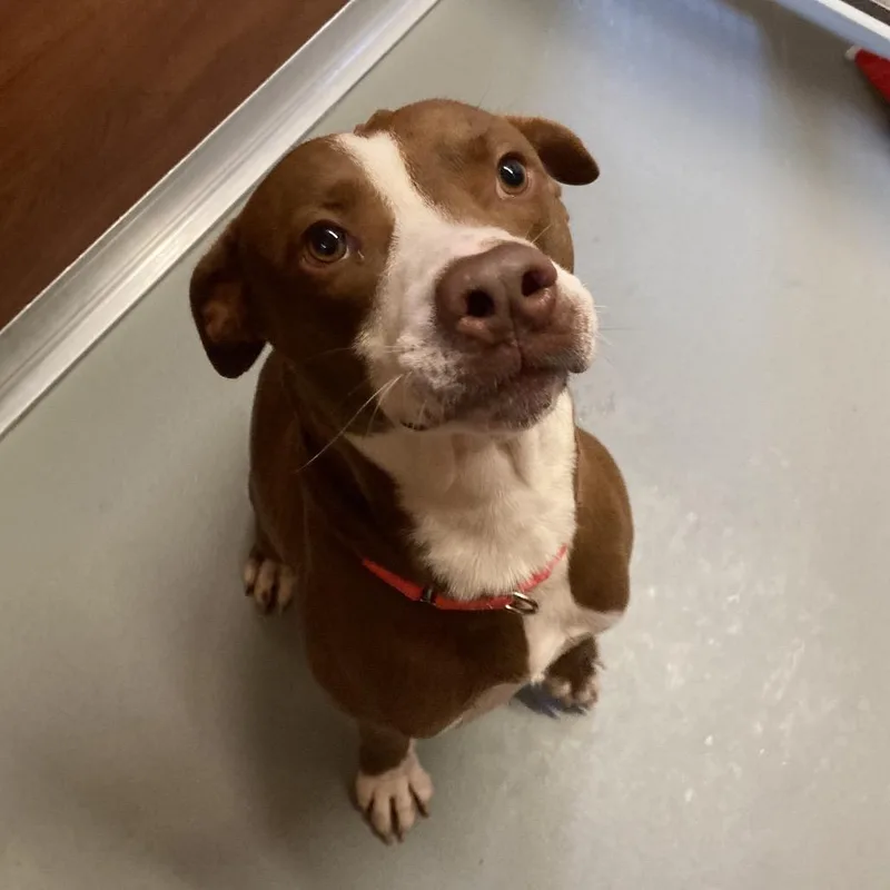 An adult medium-sized male Red / Chestnut / Orange Mixed Breed dog named Asher for adoption in Saint Charles, MO