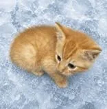 A baby medium-sized male Tabby (Orange / Red) Domestic Short Hair cat named Hopper for adoption in Portsmouth, OH