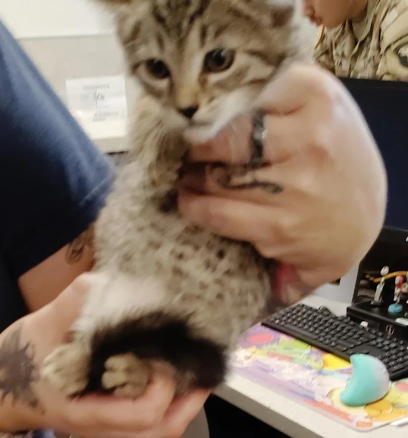 A baby medium-sized female Domestic Short Hair cat named Zulla for adoption in Clarksville, TN