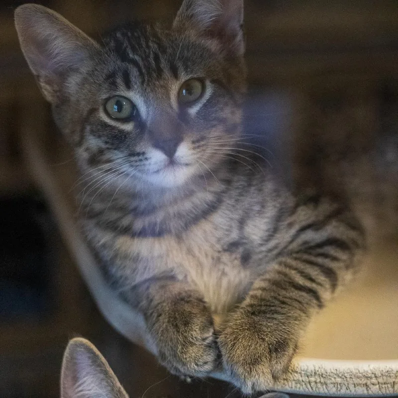 A baby small-sized male Domestic Short Hair cat named Denver for adoption in Flagstaff, AZ