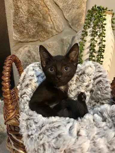 A baby small-sized male Domestic Short Hair cat named Biscayne for adoption in Raleigh, NC