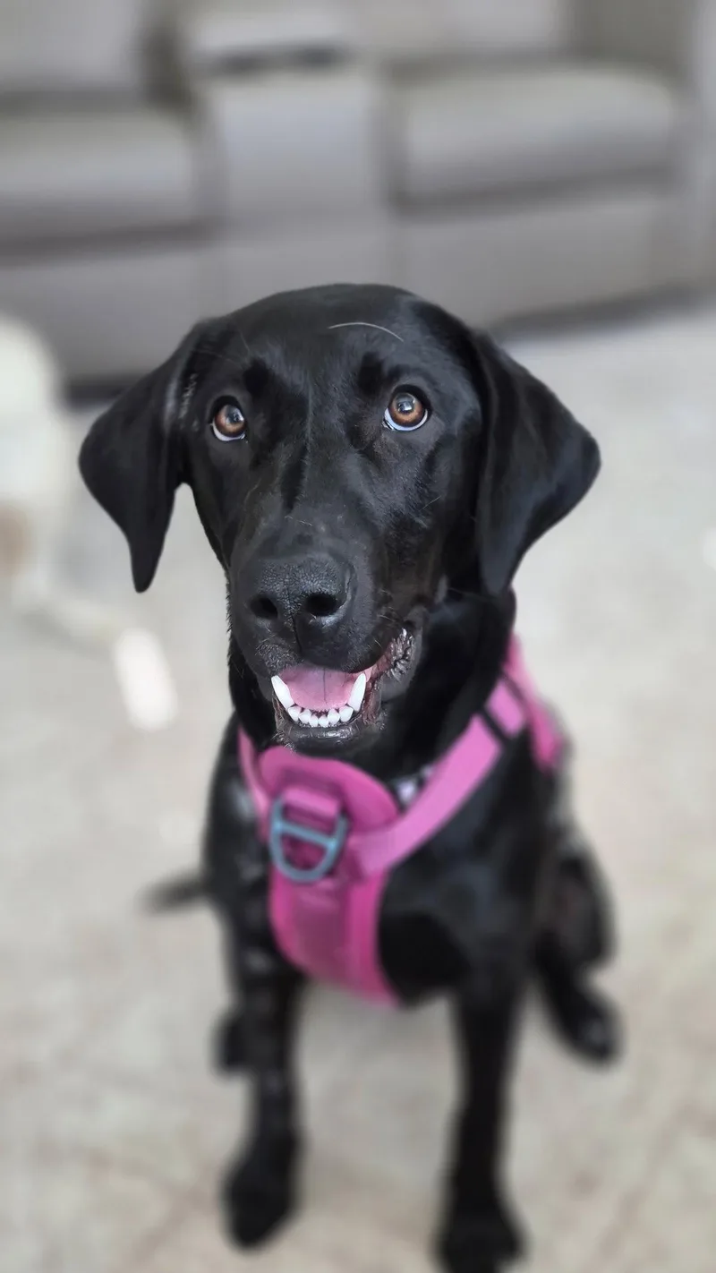A young medium-sized female Labrador Retriever dog named Lilly for adoption in Midway, UT