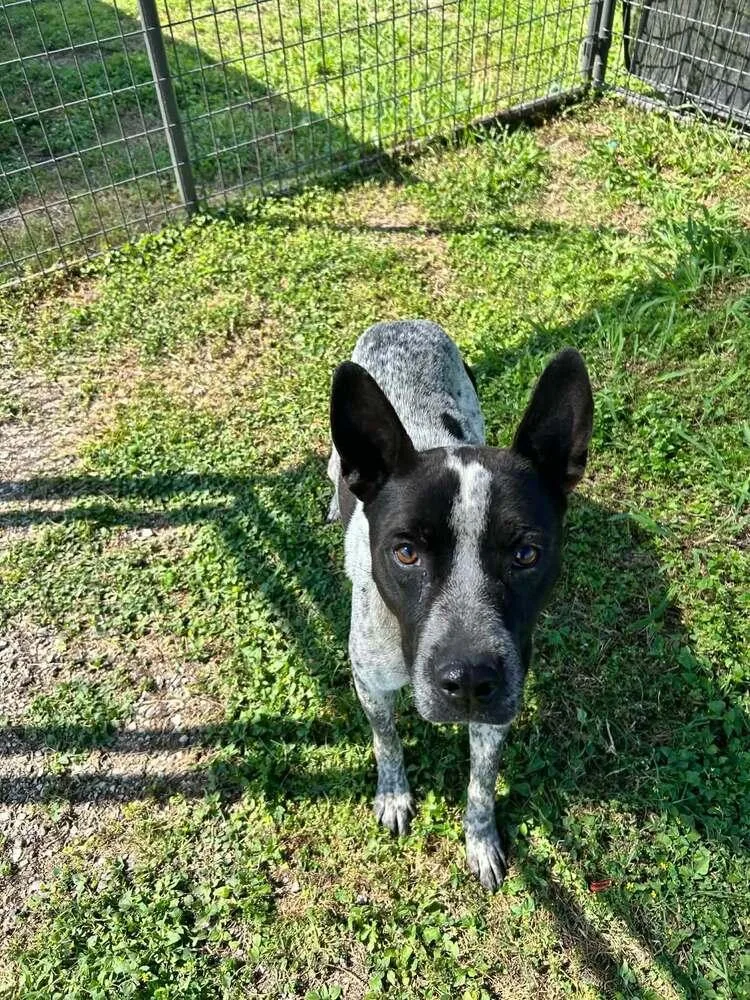 A young medium-sized male Tricolor (Brown, Black, & White) Mixed Breed dog named Jax for adoption in Scott, LA