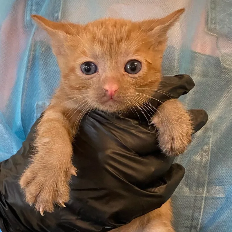 A baby small-sized male Orange / Red Domestic Short Hair cat named Fettuccine for adoption in Los Angeles, CA