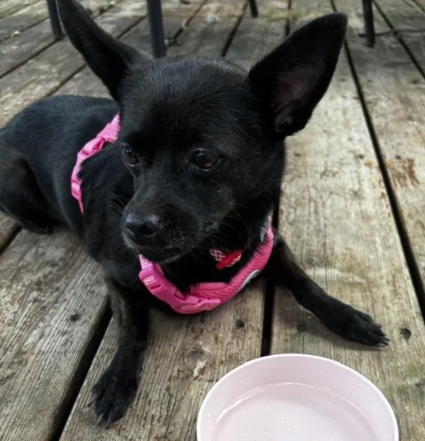 An adult small-sized female Black Chihuahua dog named Ebony for adoption in Maple Grove, MN