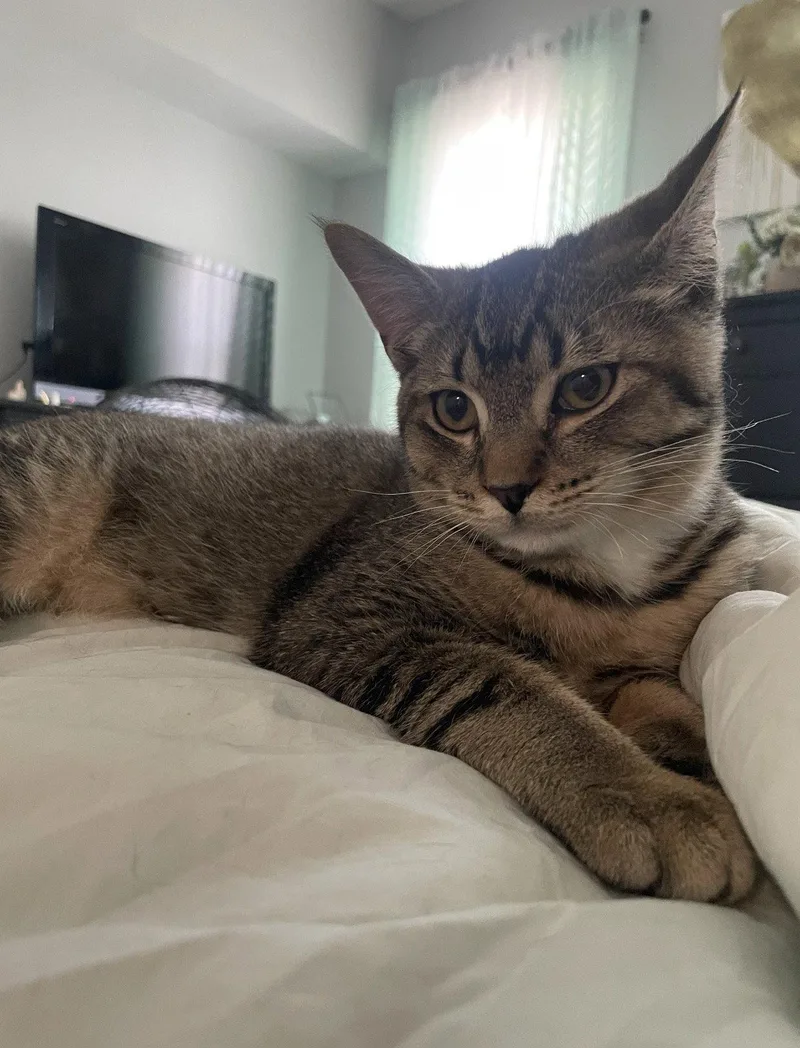 A baby medium-sized male Domestic Short Hair cat named Stitch for adoption in Philadelphia, PA