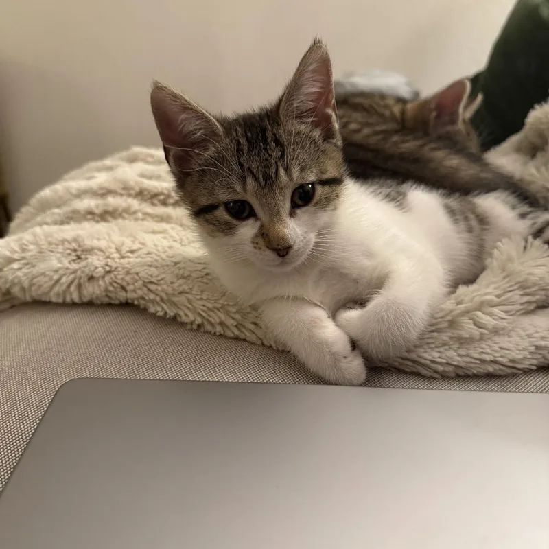 A baby small-sized female Brown / Chocolate Domestic Short Hair cat named Slalom for adoption in Middle Village, NY
