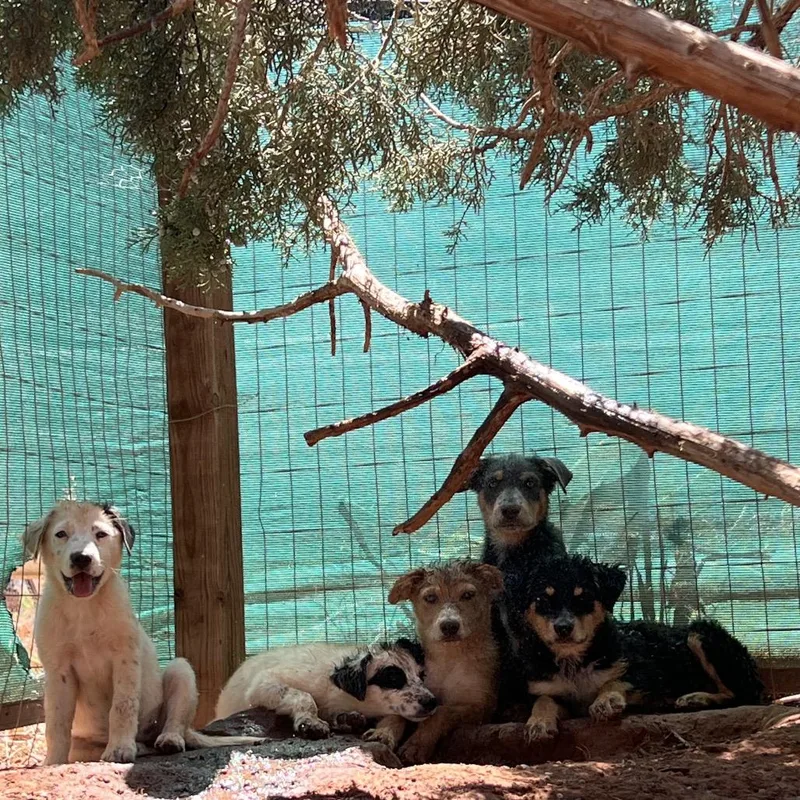 A baby medium-sized female White / Cream Mixed Breed dog named JamWam for adoption in Moab, UT