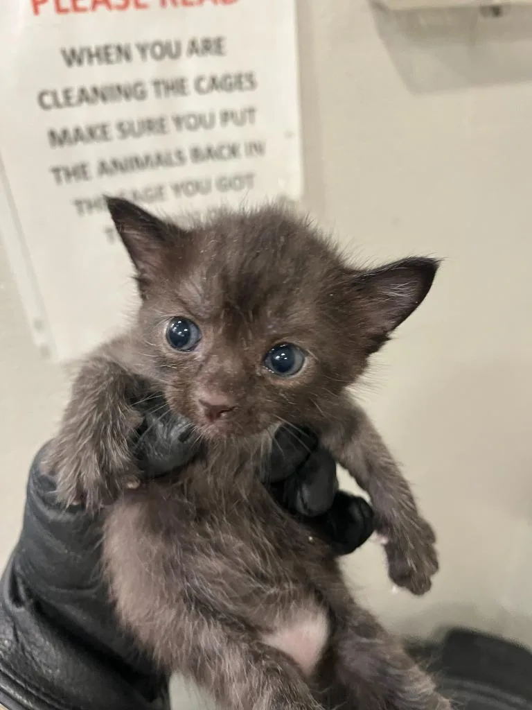 A baby small-sized male Domestic Short Hair cat named Clive for adoption in Cartersville , GA