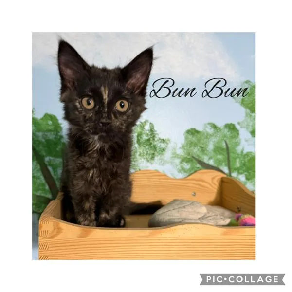 A baby small-sized female Domestic Long Hair cat named Bunbun for adoption in Canton, GA