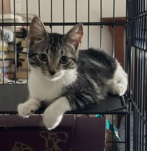 A baby small-sized female Domestic Short Hair cat named Cami for adoption in Burbank, CA