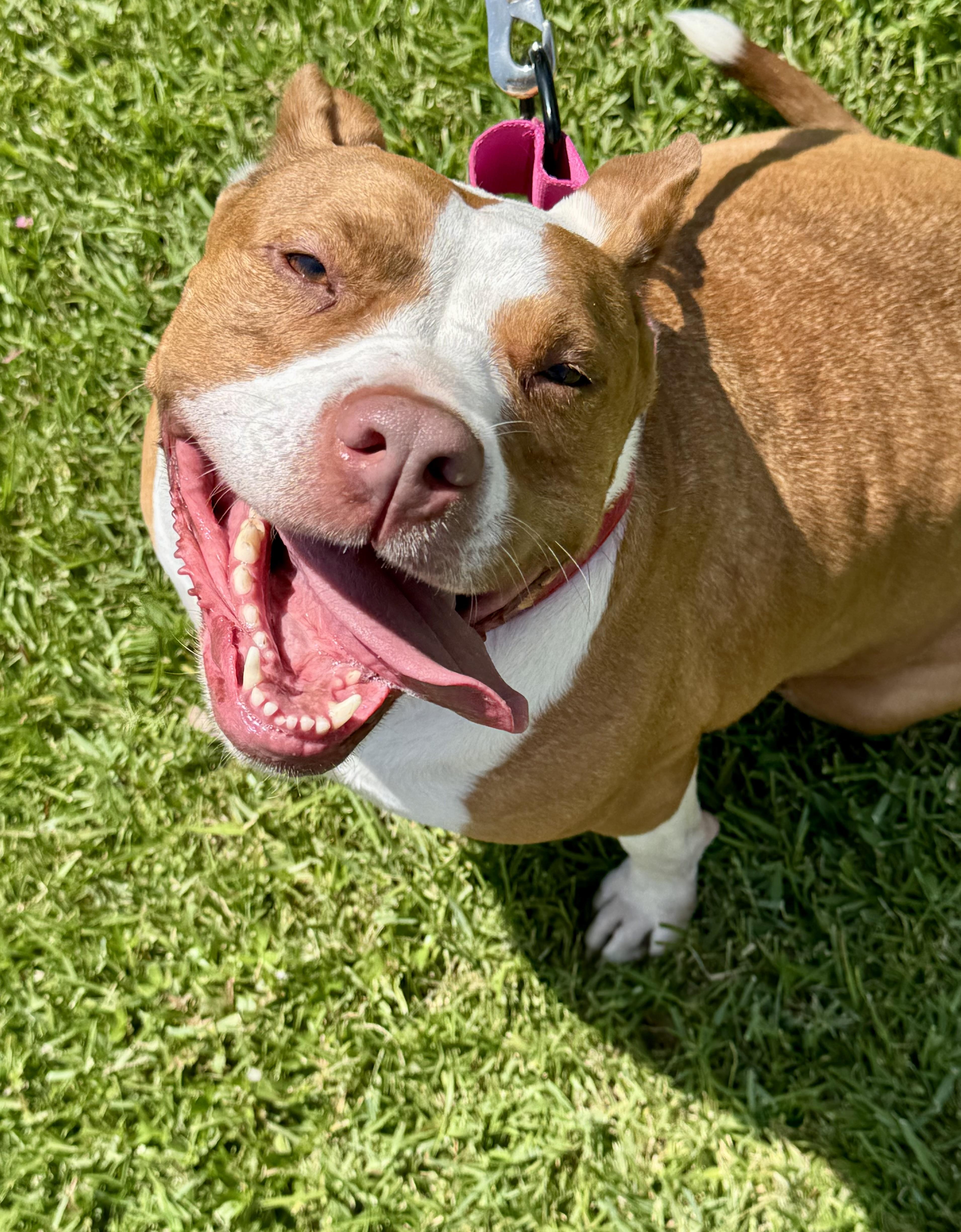 An adult medium-sized female Red / Chestnut / Orange Staffordshire Bull Terrier dog named SIMONE.....beautiful AND SWEET for adoption in Cantonment, FL