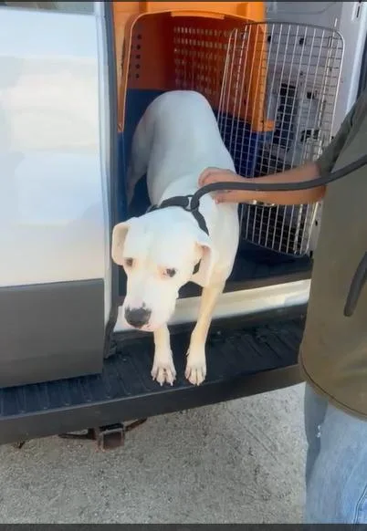 A young large-sized female White / Cream Pit Bull Terrier dog named Marshmellow for adoption in Inglewood, CA