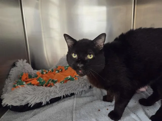 An adult medium-sized male Domestic Short Hair cat named Gravity for adoption in Kent, WA