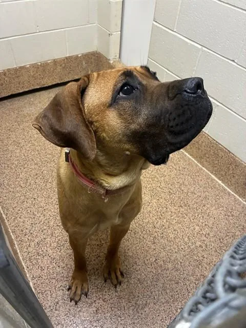 A young extra large-sized female Cane Corso dog named Ozzy for adoption in Springfield, MA