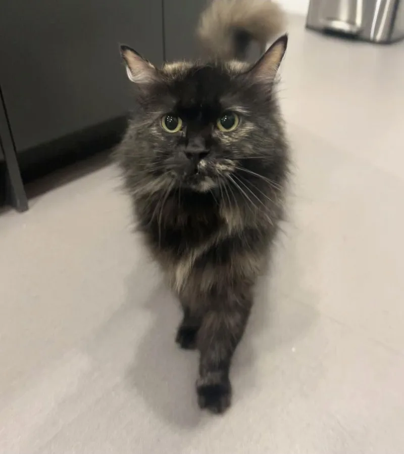 An adult large-sized female Tortoiseshell Domestic Long Hair cat named Esme for adoption in Bentonville, AR