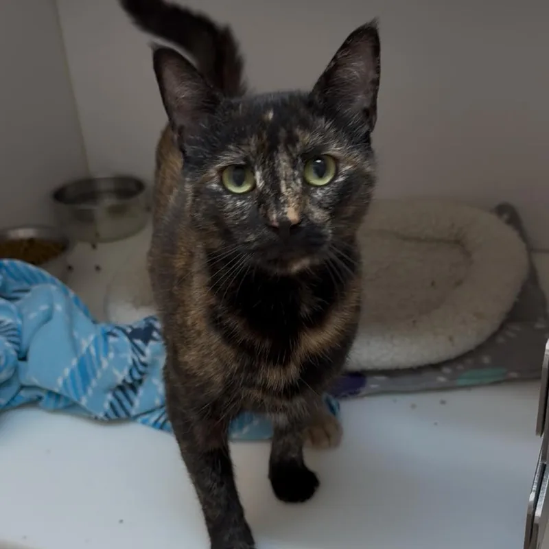 An adult medium-sized female Black Domestic Short Hair cat named Calypso for adoption in Kanab, UT