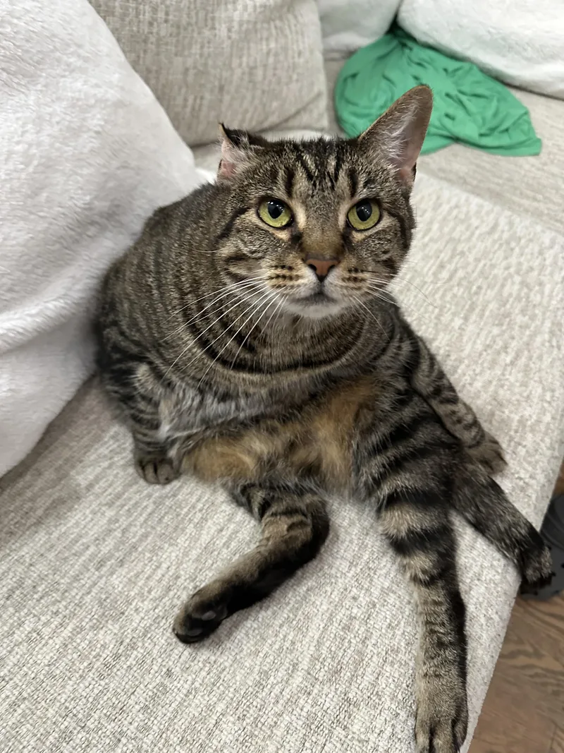 A young medium-sized female Tabby (Brown / Chocolate) Domestic Short Hair cat named Cassie for adoption in Nashville, TN