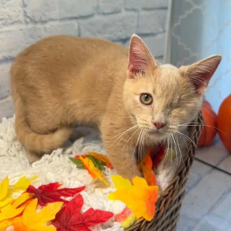 A baby small-sized male Buff / Tan / Fawn Domestic Short Hair cat named Mimic for adoption in Harrisonburg, VA