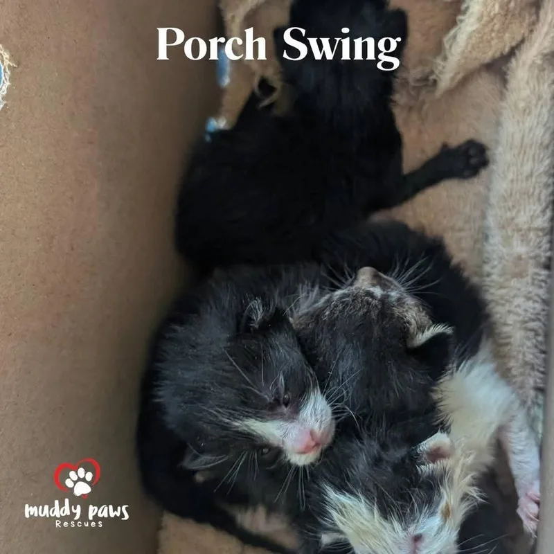 Porch Swing: Boone