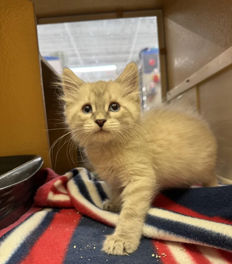 A baby medium-sized male Siamese cat named Tiesj for adoption in Albuquerque, NM