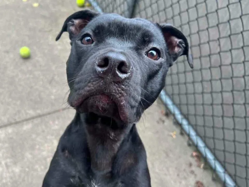An adult medium-sized female Black Pit Bull Terrier dog named Yuli for adoption in Chicago, IL