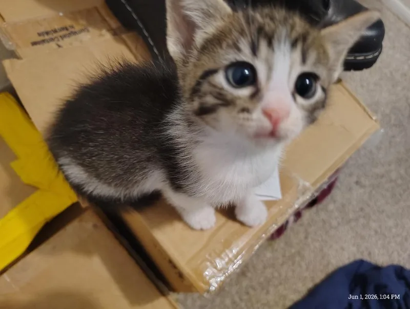 A baby medium-sized female Tabby cat named Bourbon for adoption in San Antonio, TX