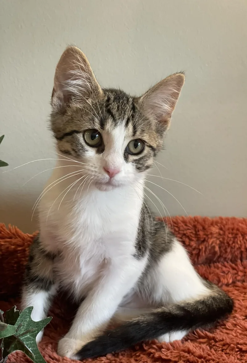 A baby medium-sized female Tabby (Brown / Chocolate) Tabby cat named Brook for adoption in Taylor, MI