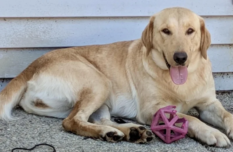 An adult large-sized female Labrador Retriever dog named Lemon for adoption in Lewisville, IN
