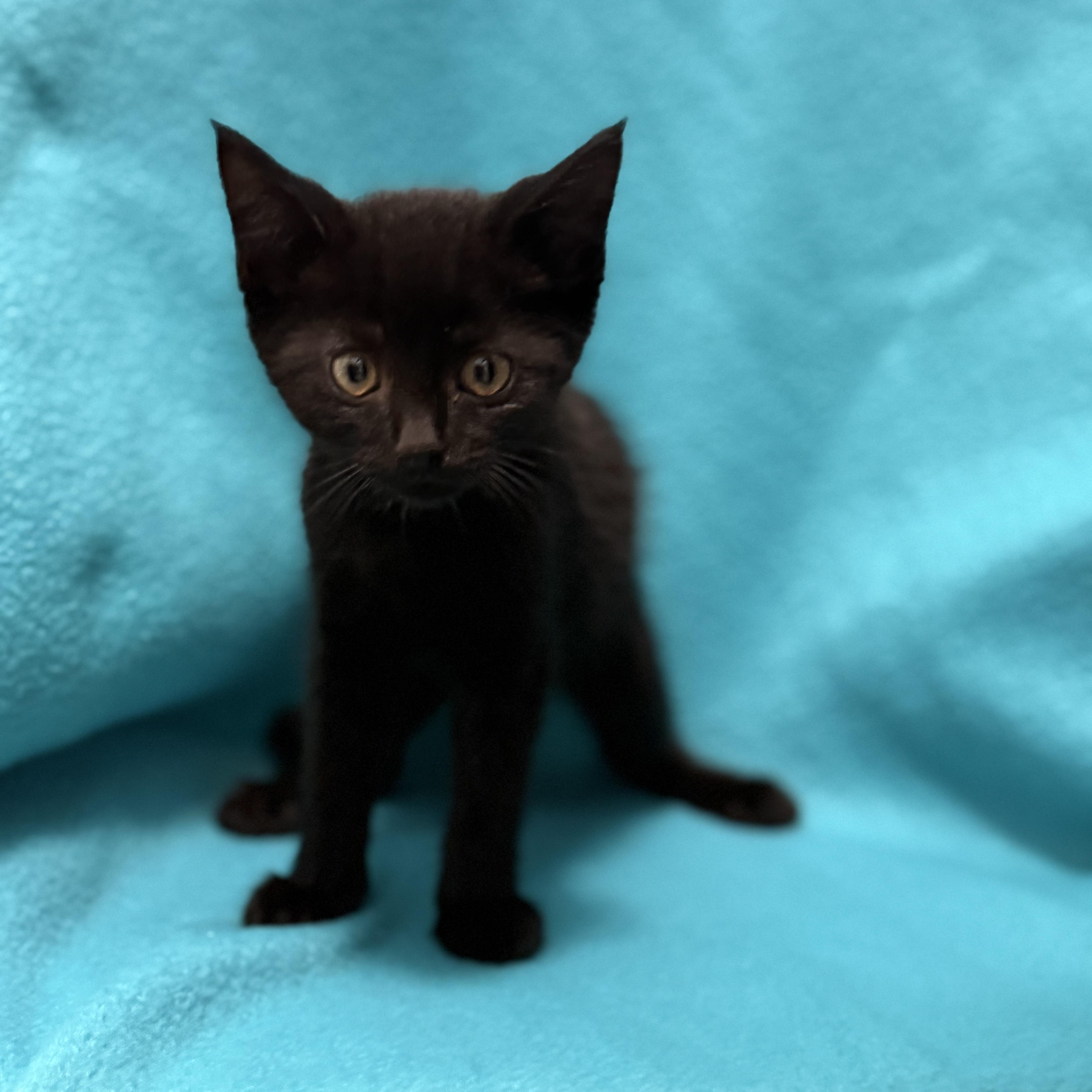 A baby medium-sized male Domestic Short Hair cat named Dexter for adoption in Oakdale, CA