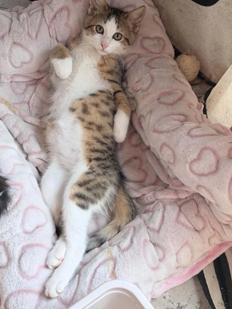 A baby medium-sized female Tabby (Tiger Striped) Domestic Short Hair cat named Rizzy for adoption in Wading River, NY