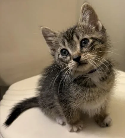 A young small-sized male Domestic Short Hair cat named Andy for adoption in Lafayette, IN