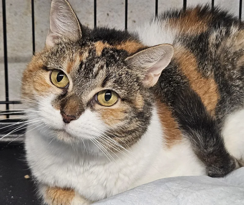 An adult medium-sized female Calico Domestic Medium Hair cat named Skittles N. Ball for adoption in New York, NY