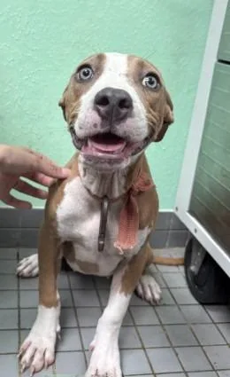 A baby medium-sized female Apricot / Beige Pit Bull Terrier dog named Paloma for adoption in Austin, TX