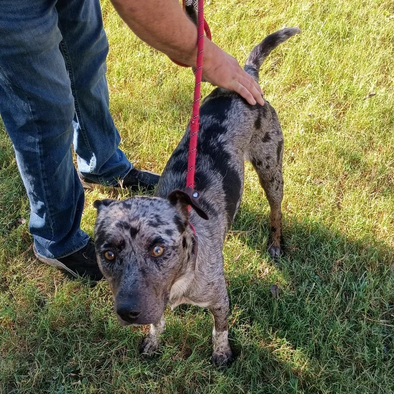 Long John Silver D thumbnail 2