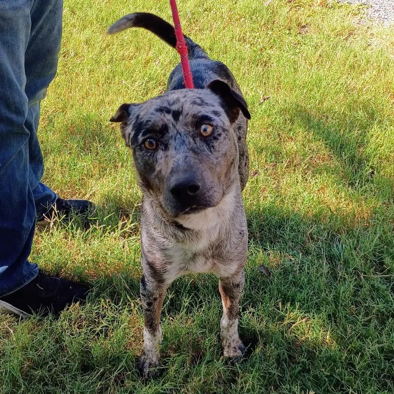 Long John Silver D thumbnail 3