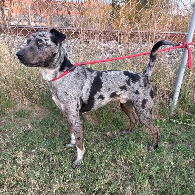 Long John Silver D thumbnail 4